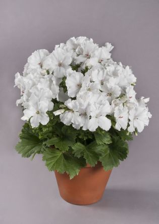 Candy Flowers® White 19