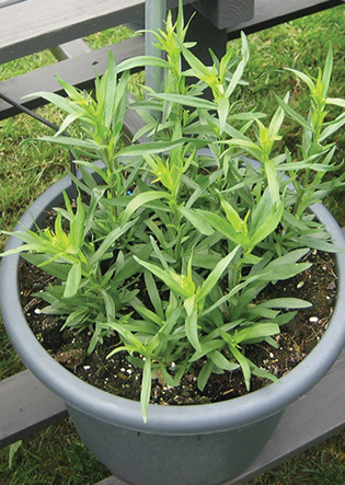 Artemisia dracunculus (Tarragon)
