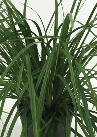 Carex morrowii Evergreen