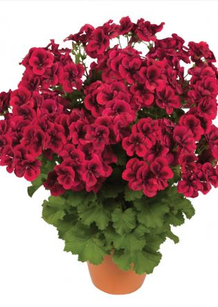 Candy Flowers® Bright Red