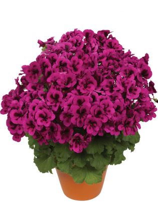 Candy Flowers® Violet